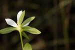 Coastal rose gentian